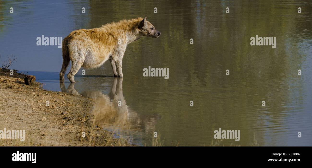 Pregnant Hyena in water lake with reflection at Kruger National park