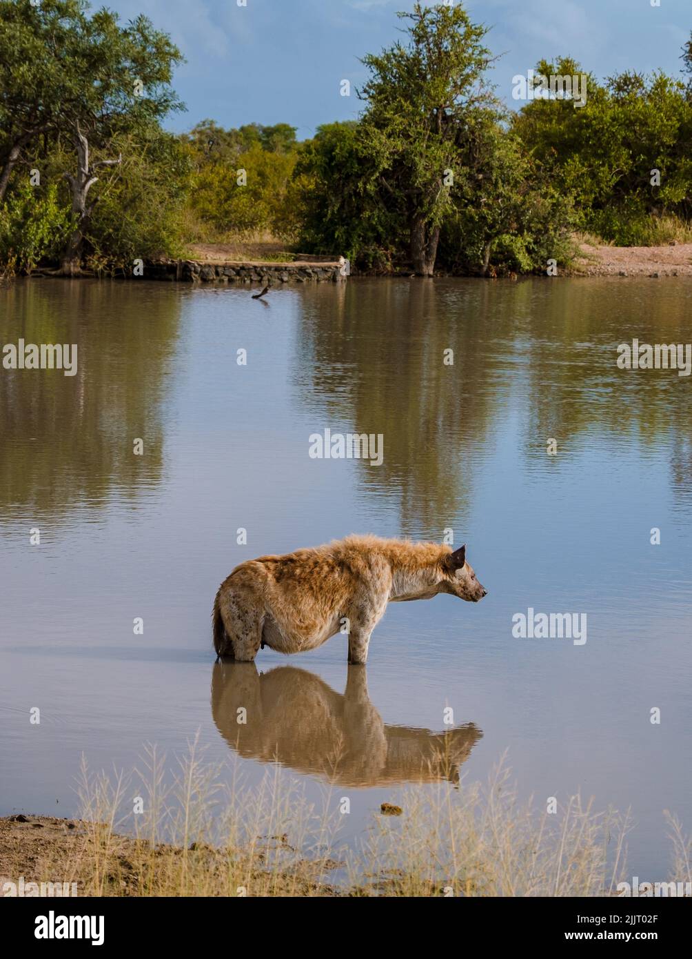 Pregnant Hyena in water lake with reflection at Kruger National park South Africa. pregnant hyena mam during sunset Stock Photo