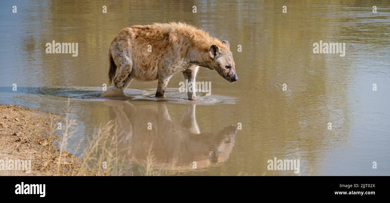 Pregnant Hyena in water lake with reflection at Kruger National park