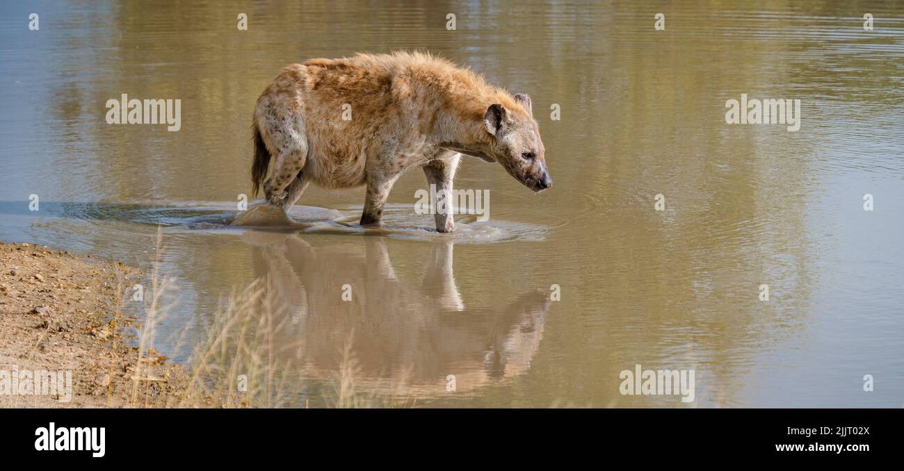 Pregnant Hyena in water lake with reflection at Kruger National park South Africa. pregnant hyena mam during sunset Stock Photo