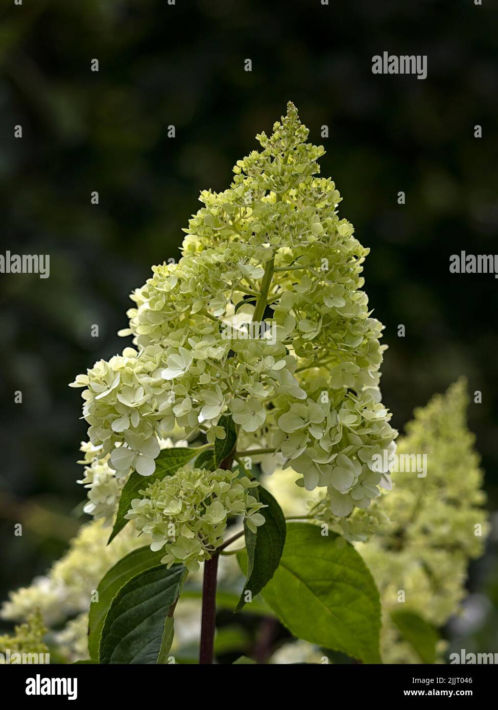 Newly opened Flowerhead of Hydrangea paniculata 'Vanille Fraise' against a dark background Stock Photo