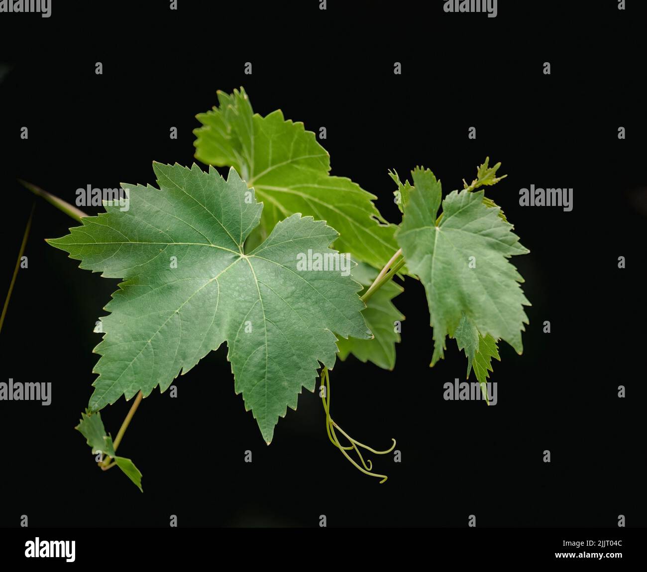 Closeup of vine leaf (Vitis vinifera) isolated against a black background Stock Photo