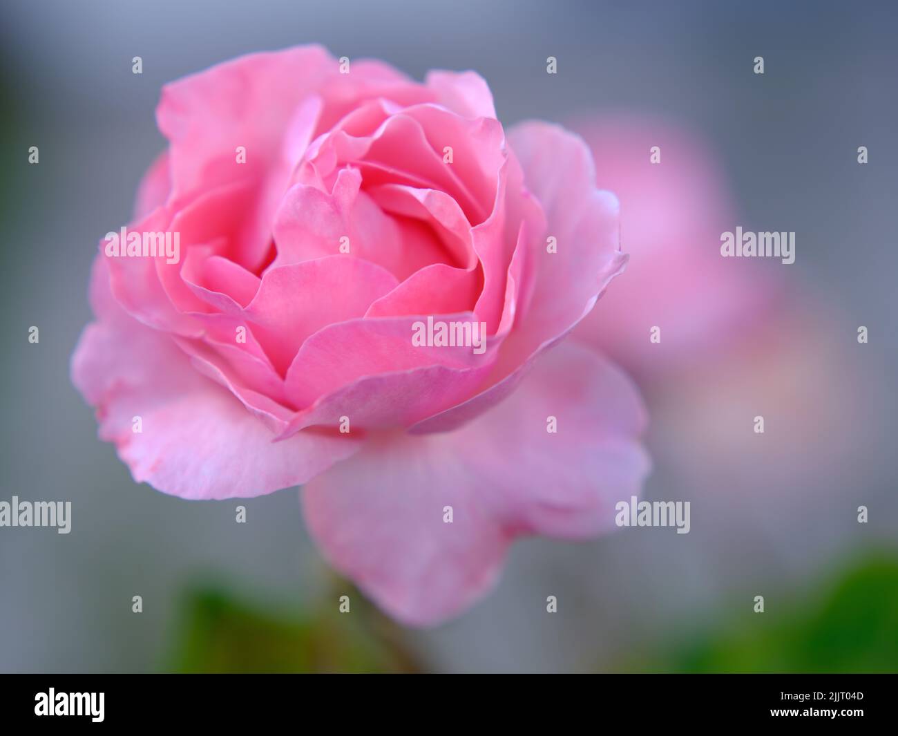 Pink and Red Roses Stock Photo