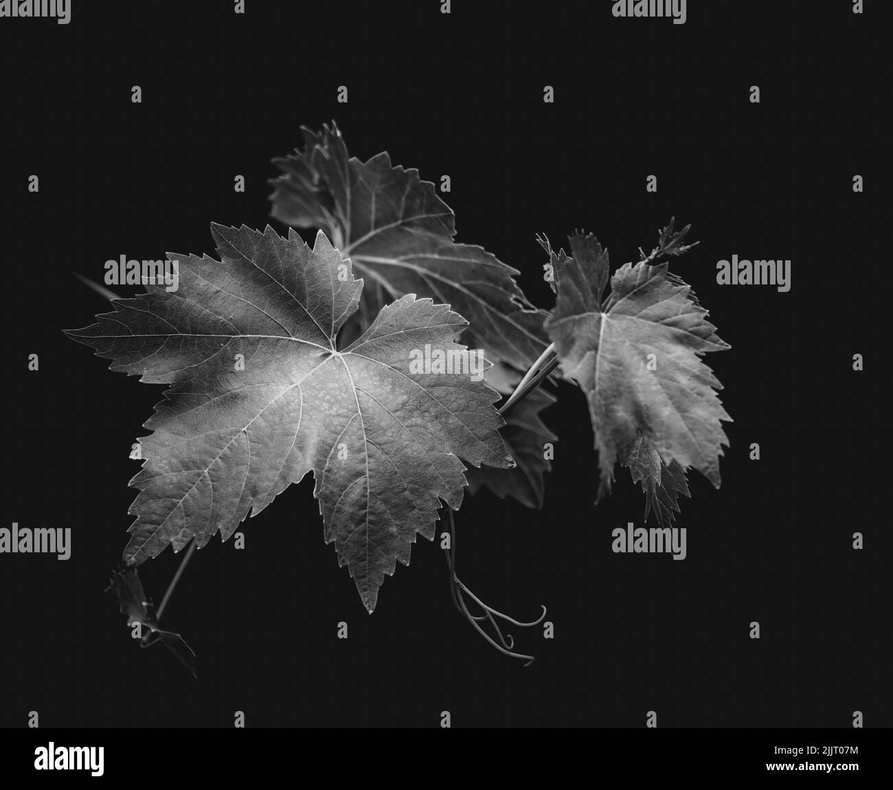 Monochrome image of vine leaf (Vitis vinifera) isolated against a black background Stock Photo