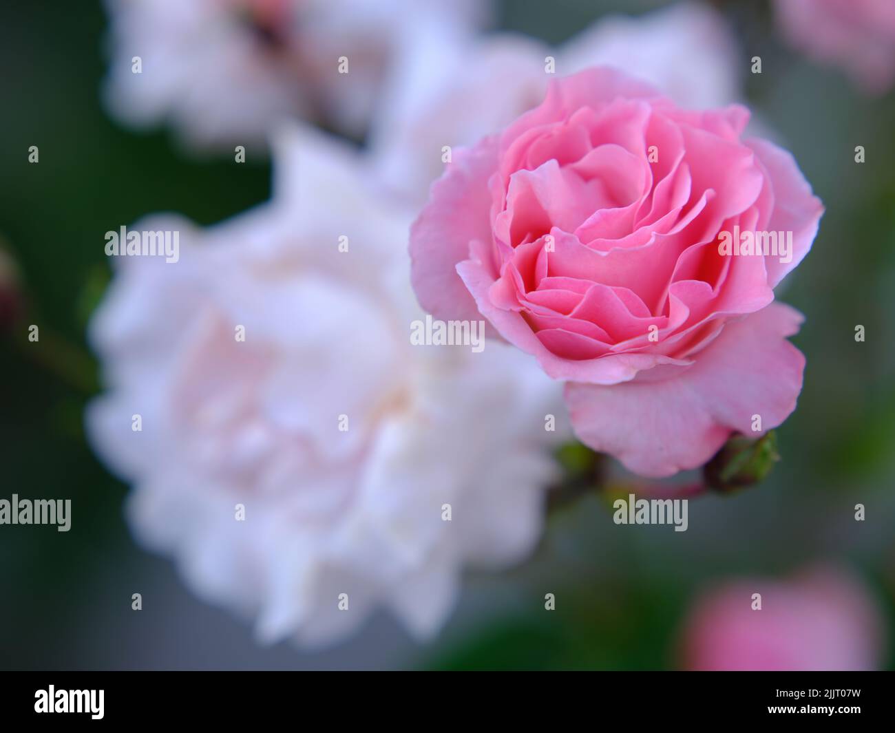 Pink and Red Roses Stock Photo - Alamy