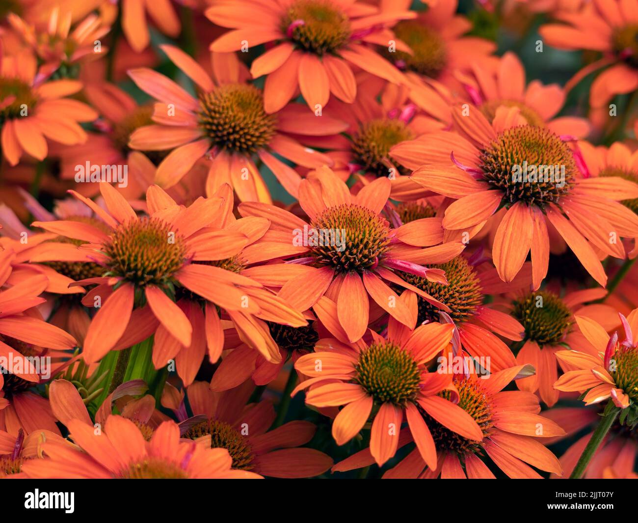 Closeup of flowers of Echinacea 'Sombrero Adobe Orange' in a garden in summer Stock Photo