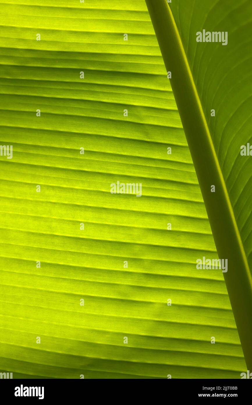 Abstract image of sunlight through leaves of Japanese banana (musa basjoo) Stock Photo