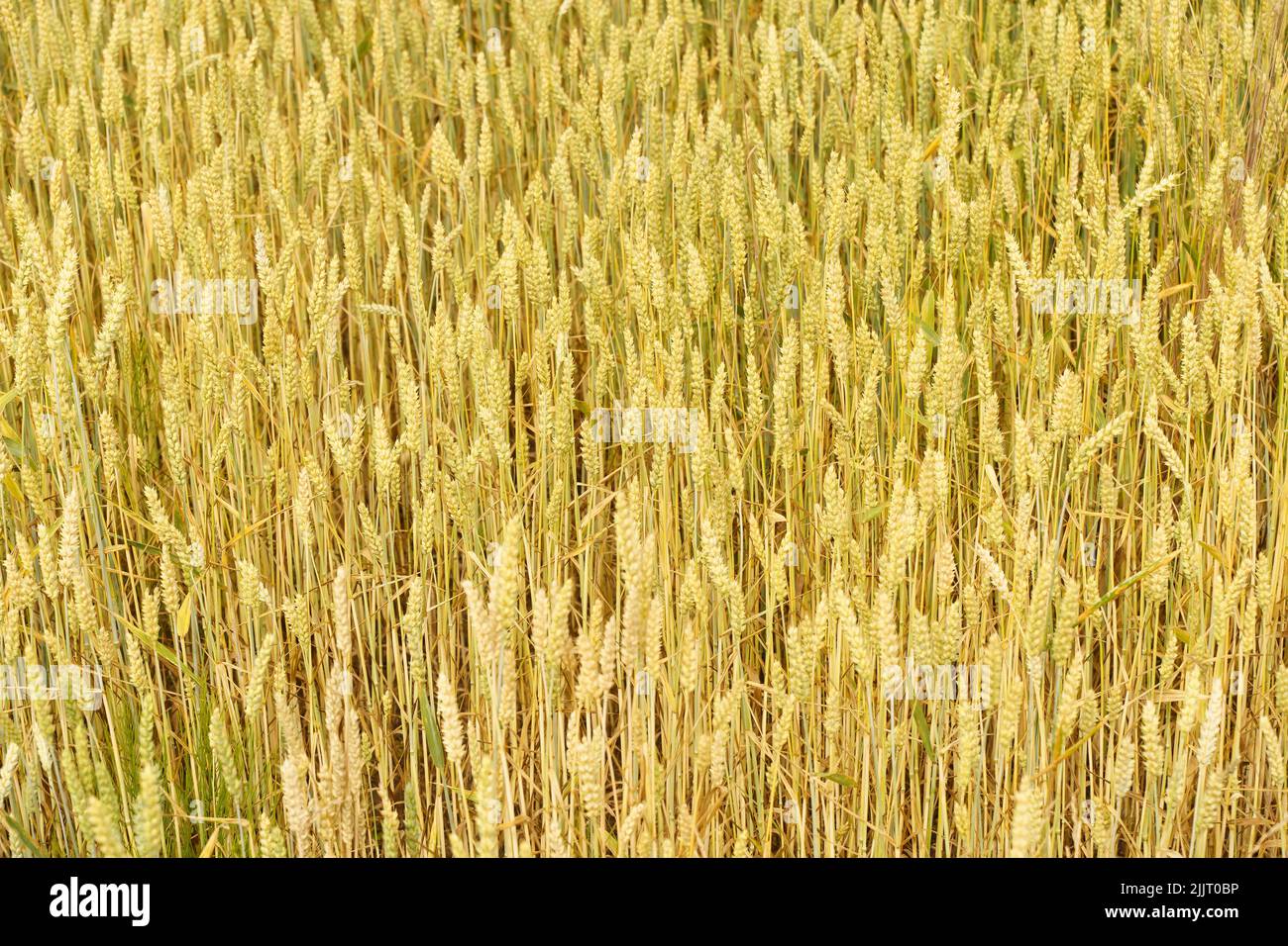 Wheat field in summer at sunset. Ripe ears of wheat on the farm during the summer harvest. Agriculture, cereals and eco nature concept. High quality photo Stock Photo