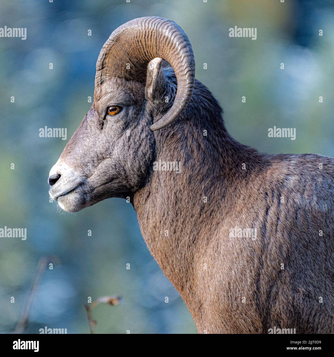 Close up bighorn sheep hi-res stock photography and images - Alamy