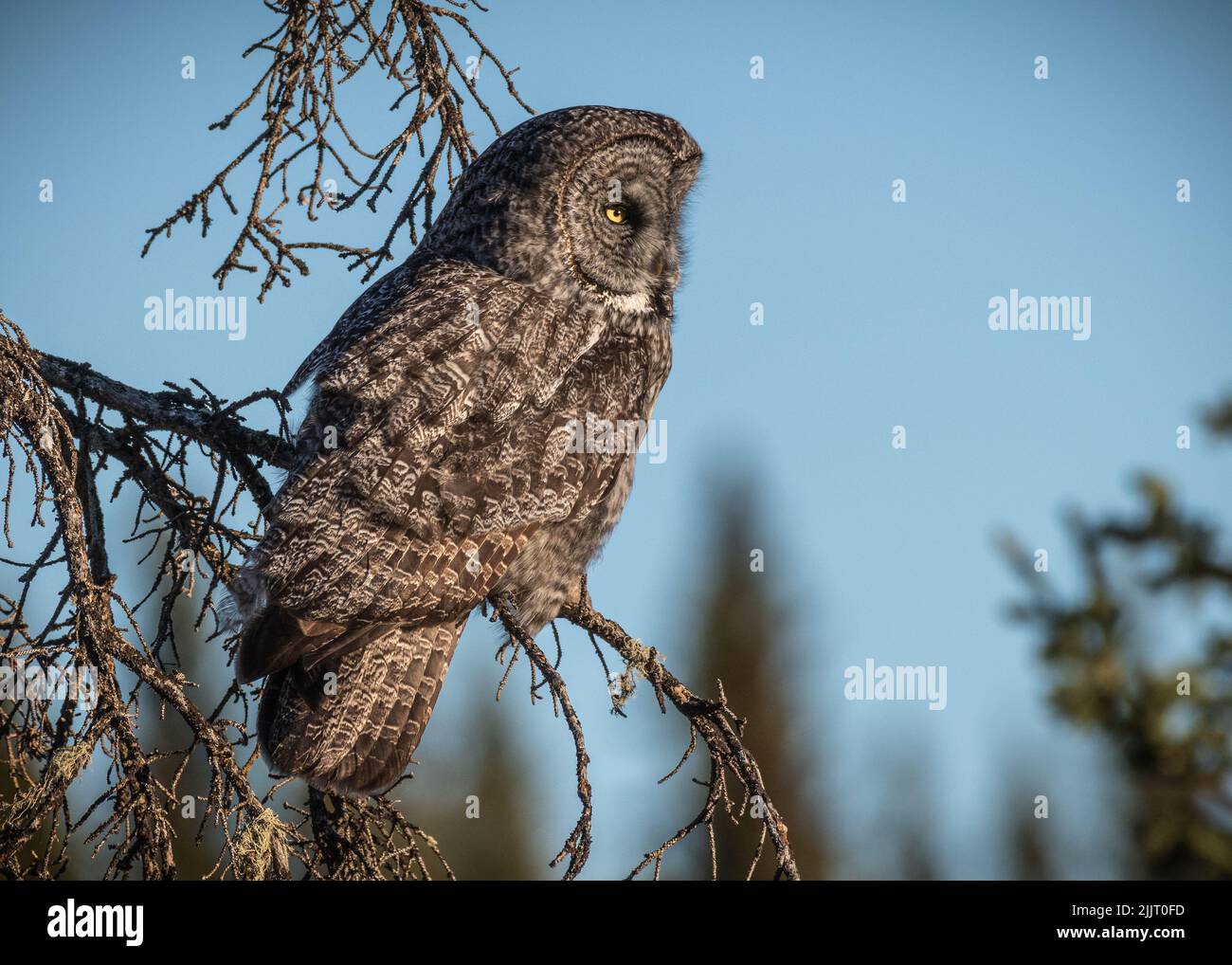 a-great-gray-owl-sitting-on-a-leafless-tree-branch-in-the-daytime-stock