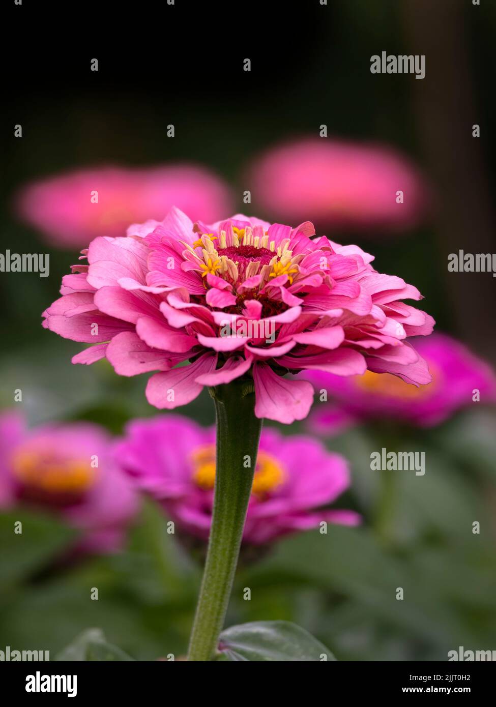 Closeup of a flower of Zinnia elegans 'Super Yoga Rose' in a garden in summer Stock Photo