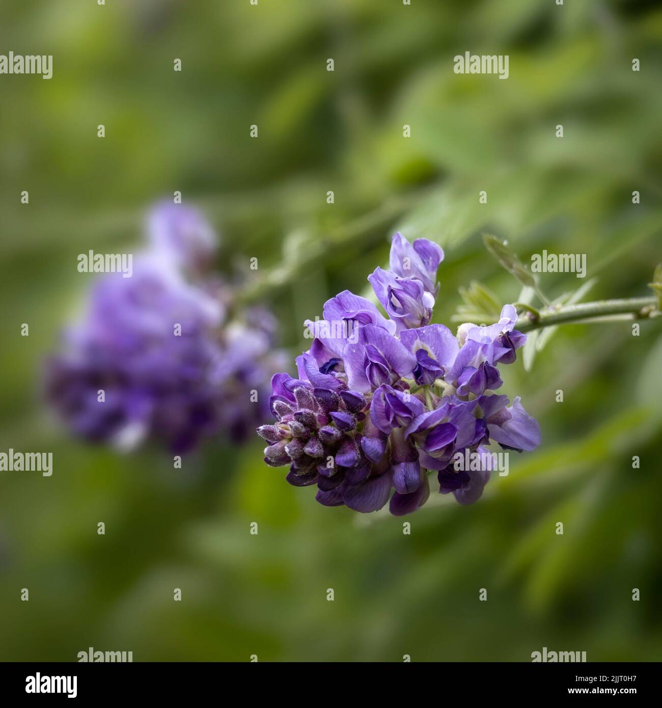 Closeup of flowers of Wisteria frutescens 'Longwood Purple' in a garden in summer Stock Photo