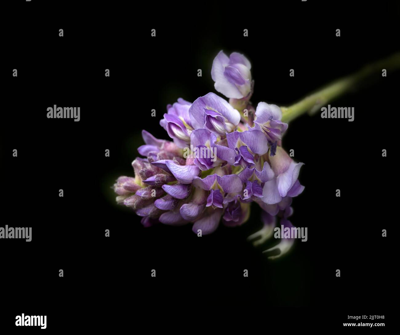 Closeup of flowers of Wisteria frutescens 'Longwood Purple' against a dark background Stock Photo