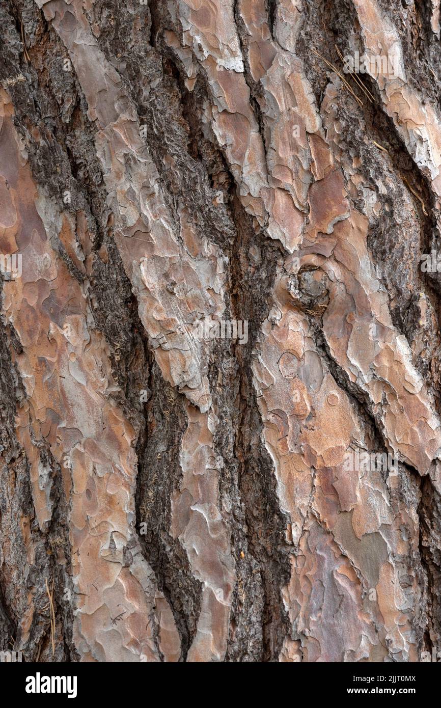 Closeup of the bark of a Scots pine tree (Pinus sylvestris) Stock Photo