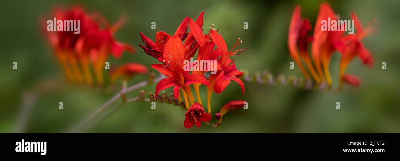 Panorama of flowers of Crocosmia 'Lucifer' in a garden in summer Stock Photo