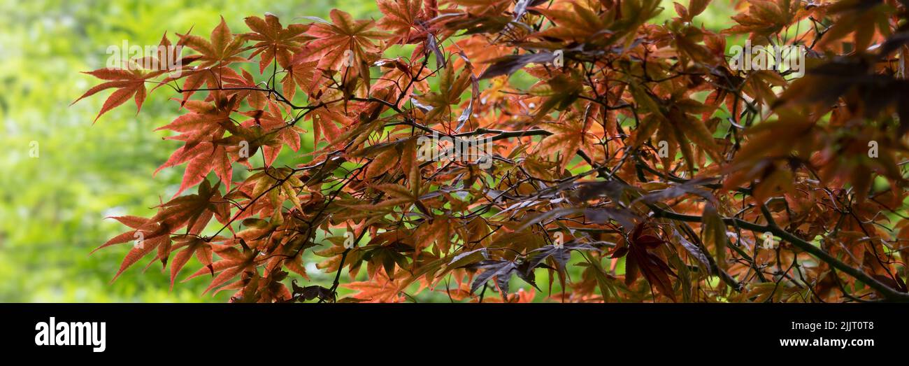 Panorama of sunlit leaves of Japanese Maple tree (Acer Palmatum ' Bloodgood') in a garden in summer Stock Photo