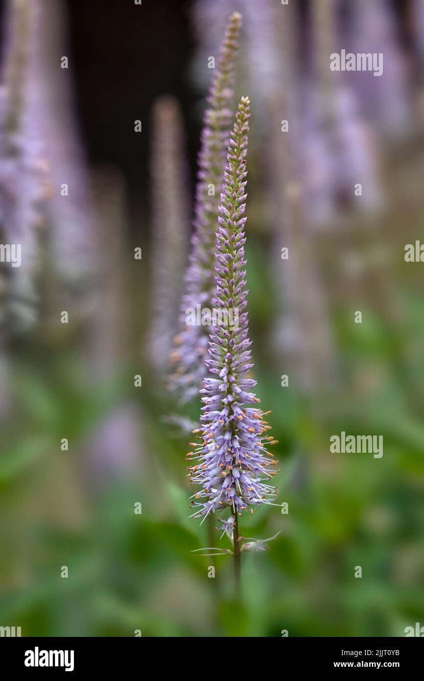 Closeup of flower spike of Veronicastrum virginicum 'Fascination' in a garden in summer Stock Photo