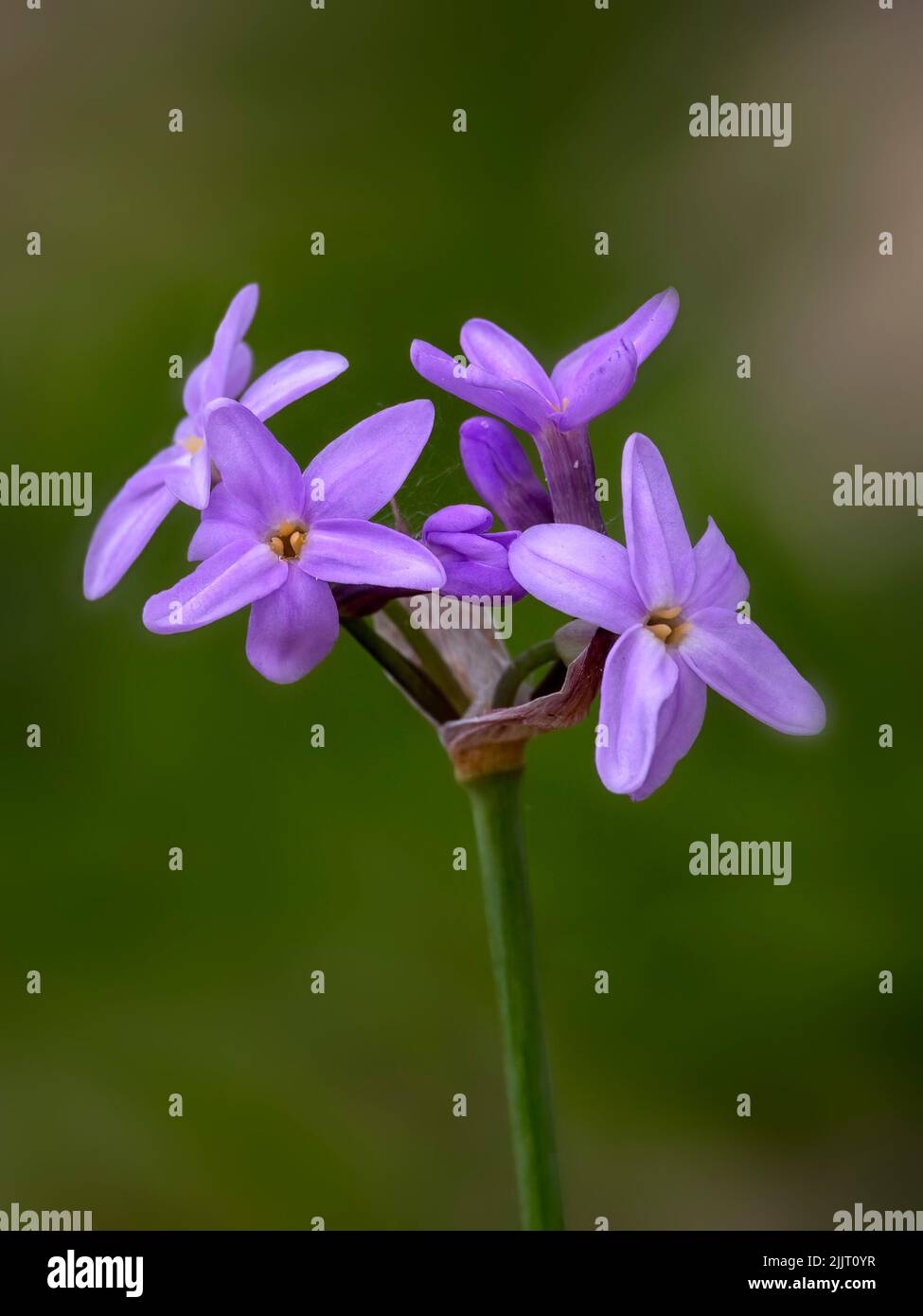 Closeup of flowers of society garlic (Tulbaghia violacea) in a garden in summer Stock Photo