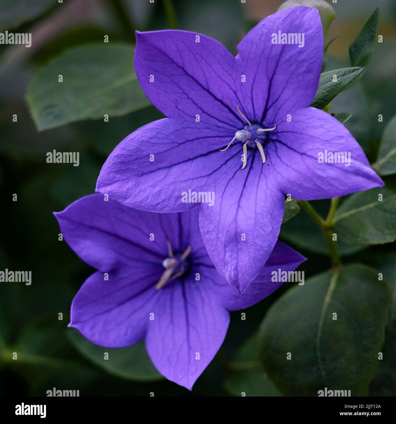 Closeup of flowers of Platycodon grandiflorus in a garden in summer Stock Photo