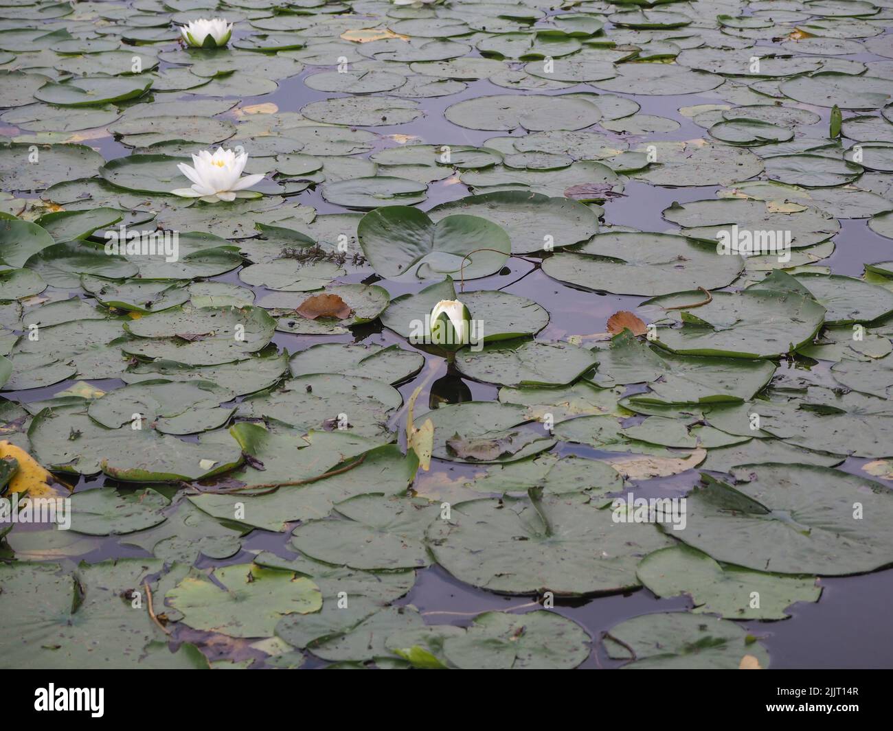 A beautiful shot of white water lilies and aquatic plants Stock Photo