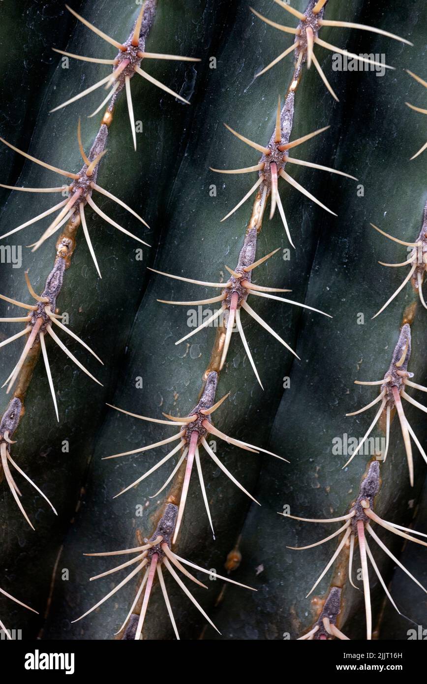 Closeup of spines on a large cactus plant Stock Photo