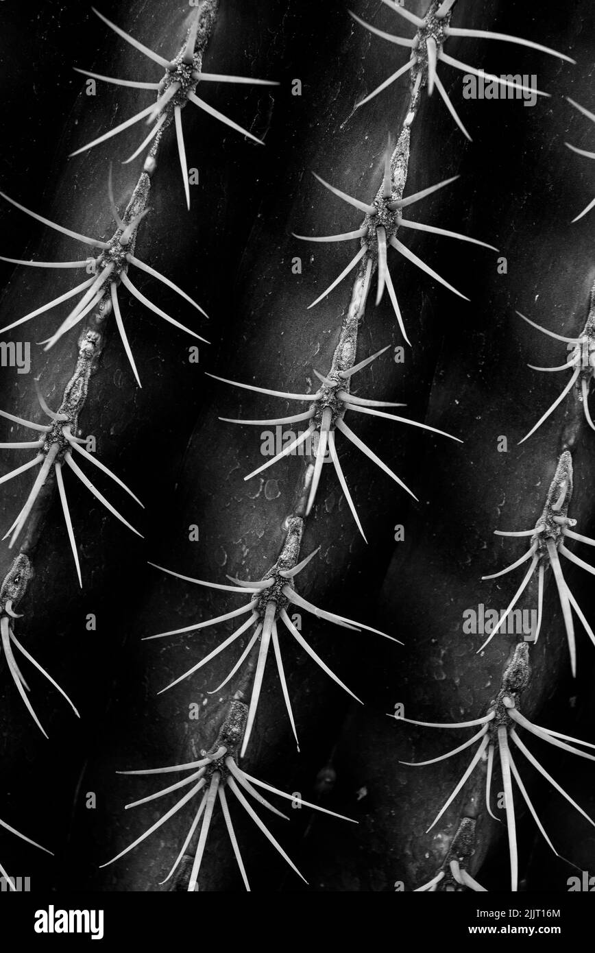 Monochrome image of spines on a large cactus plant Stock Photo