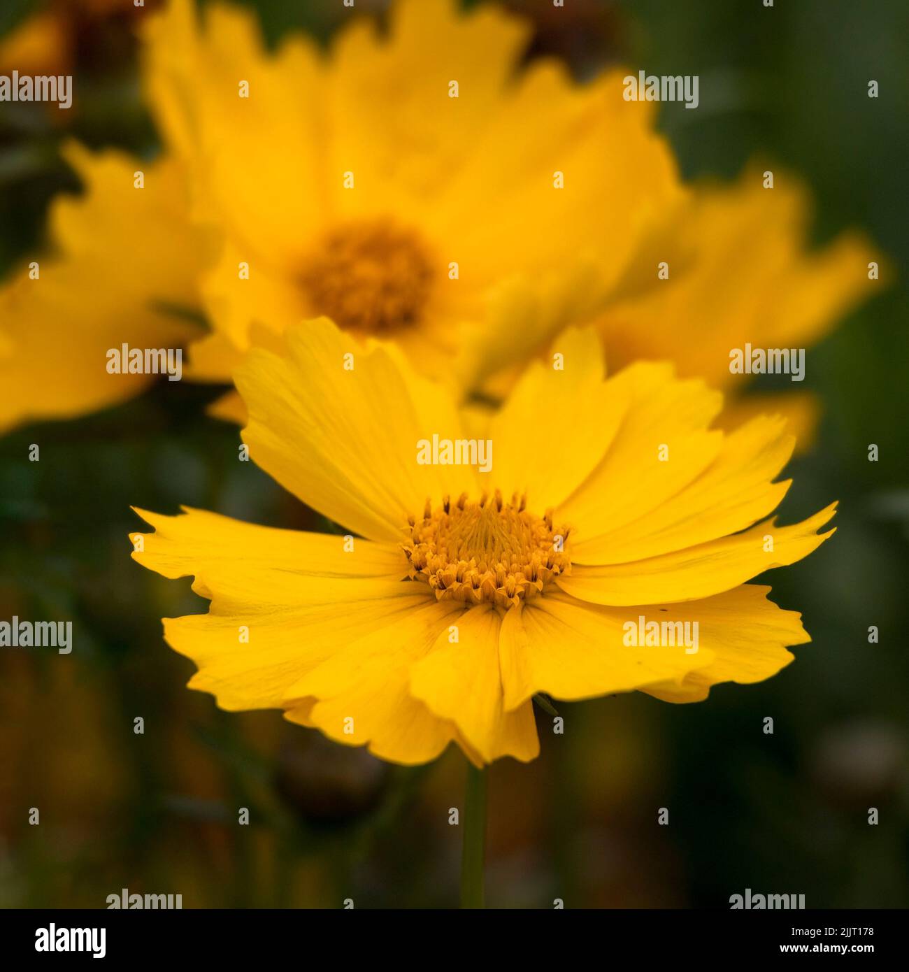 Closeup of flowers of Coreopsis grandiflora 'Flying Saucers' in a garden in summer Stock Photo