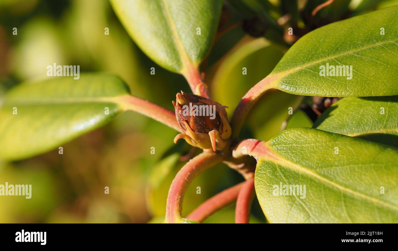 Plant shrub tree hi-res stock photography and images - Alamy