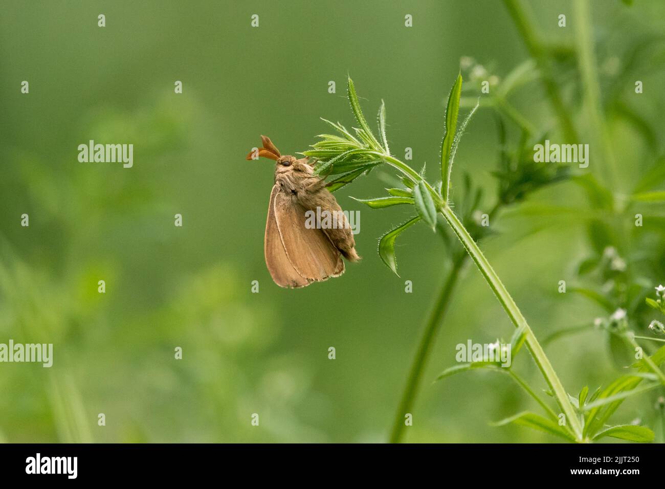 A selective focus shot of a fox moth on a green plant Stock Photo