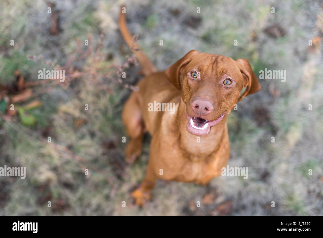 A selective focus shot of a gun dog Vizsla looking up with a happy face Stock Photo
