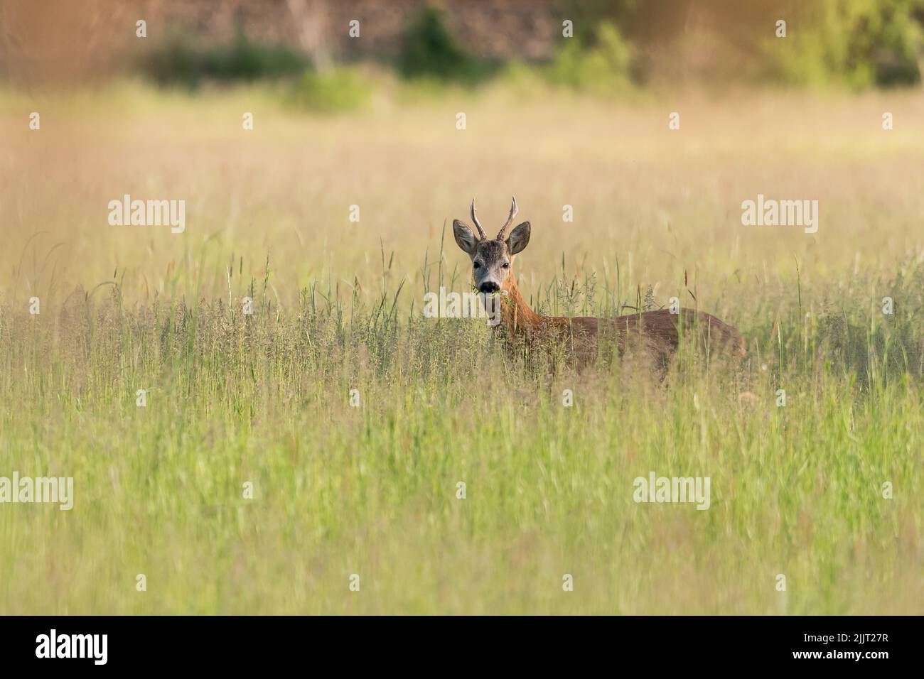 A selective focus shot of a deer in a grass in the meadow Stock Photo