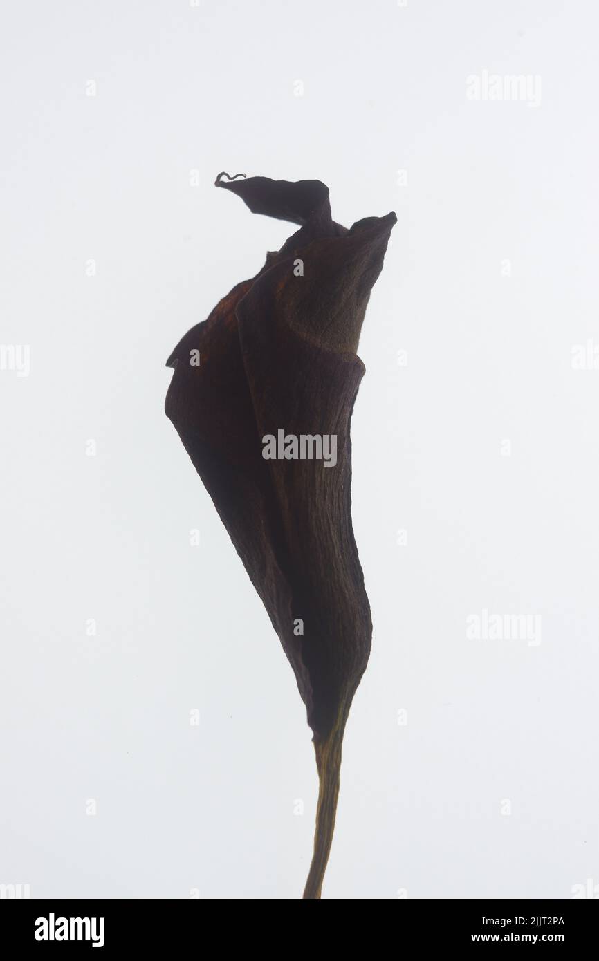 A vertical shot of burned flower isolated in white background Stock