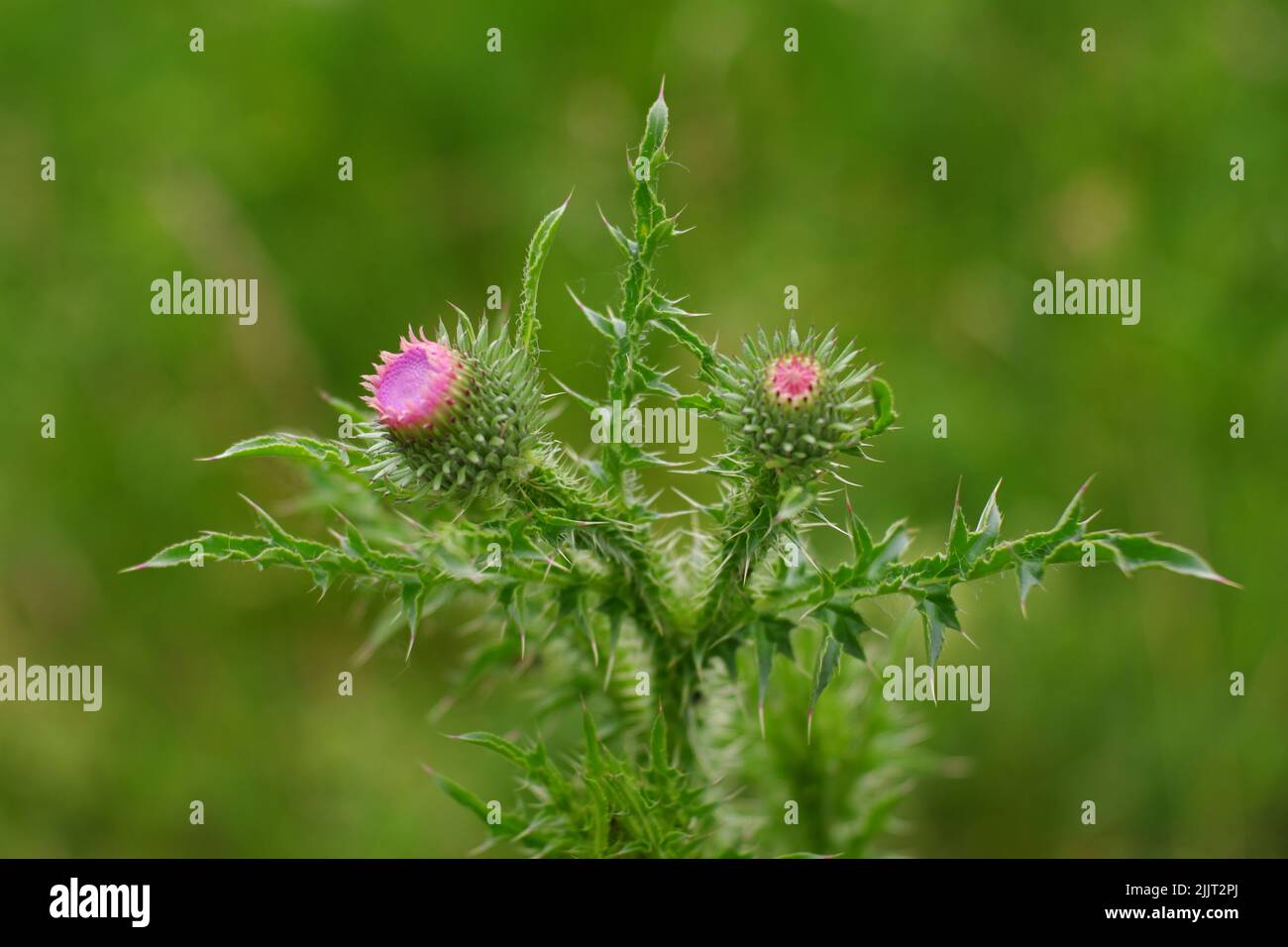 A closeup shot of a plumeless thistle on the blurry background Stock Photo