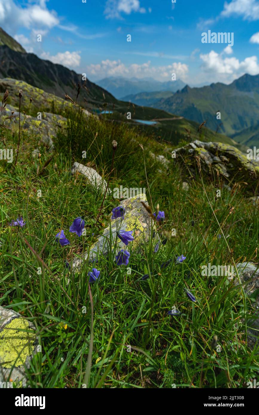 zwischen Steinen wachsen blaue Glockenblumen auf dem Schafberg von Gargellen. im Hintergrund die Berge vom Arlberg und Montafon und zwei Staubecken Stock Photo