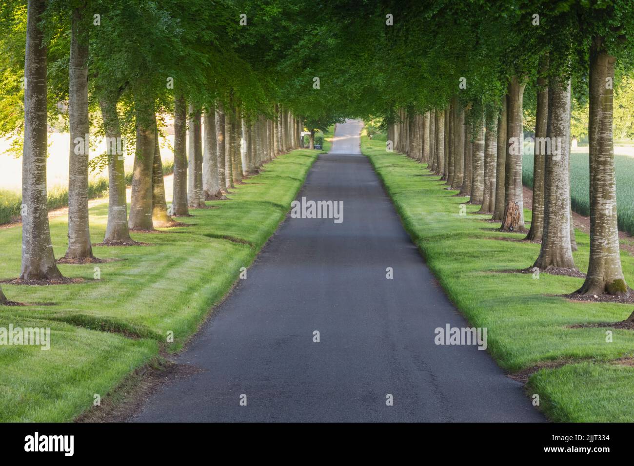England, Dorset, Wimbourne Minster, Moor Crichel, Avenue of Beech Trees Stock Photo