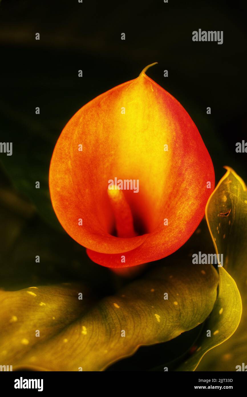 A vertical close-up shot of an orange Calla flower Stock Photo