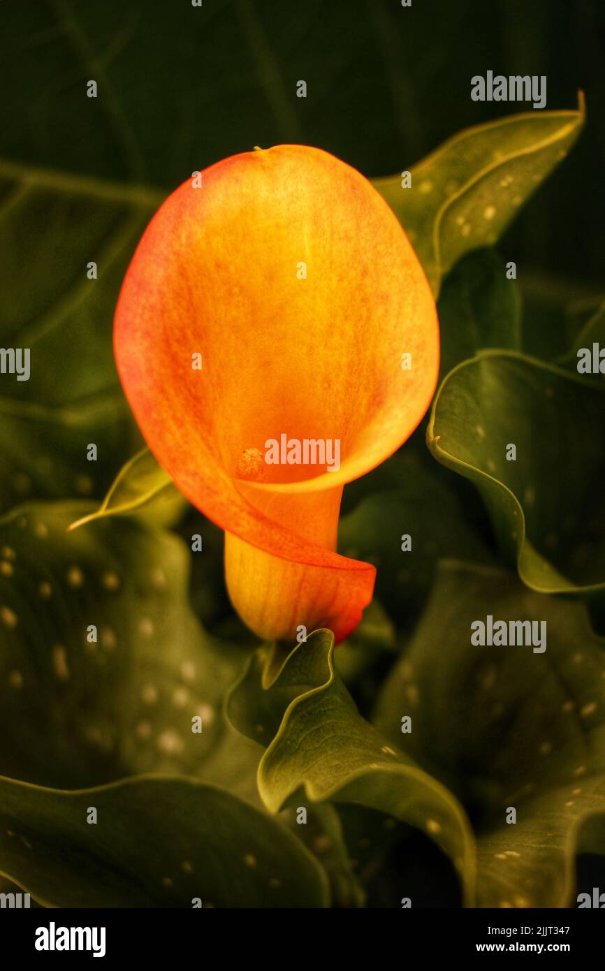 A vertical close-up shot of an orange Calla flower Stock Photo