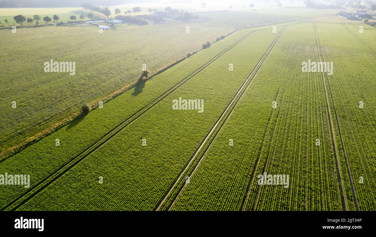 Aerial drone view high up to the sun rising and shining over beds of green ripening potatoes bushes. Country field of potato in row lines. Fresh bright background. Top view. Nature, harvest, farm concept. High quality photo Stock Photo
