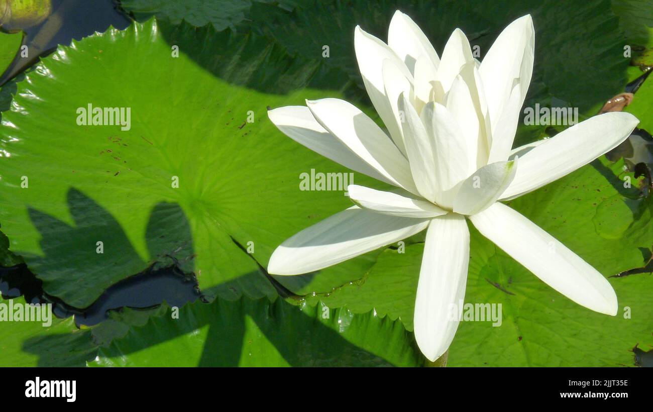 A closeup shot of a beautiful white water lily in  artificial lake with green leaves around, under sun Stock Photo