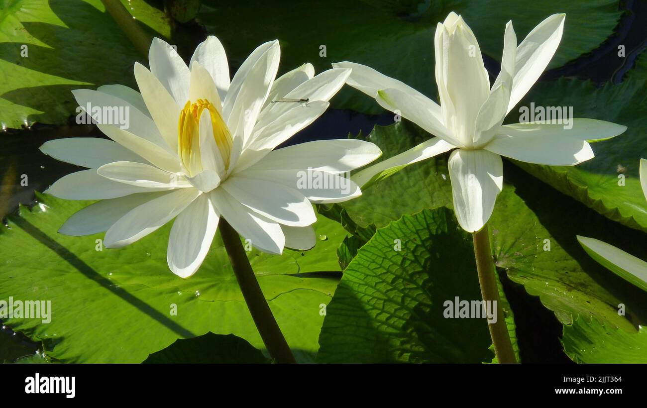 A closeup shot of a beautiful white water lily in artificial lake with green leaves around, under sun Stock Photo