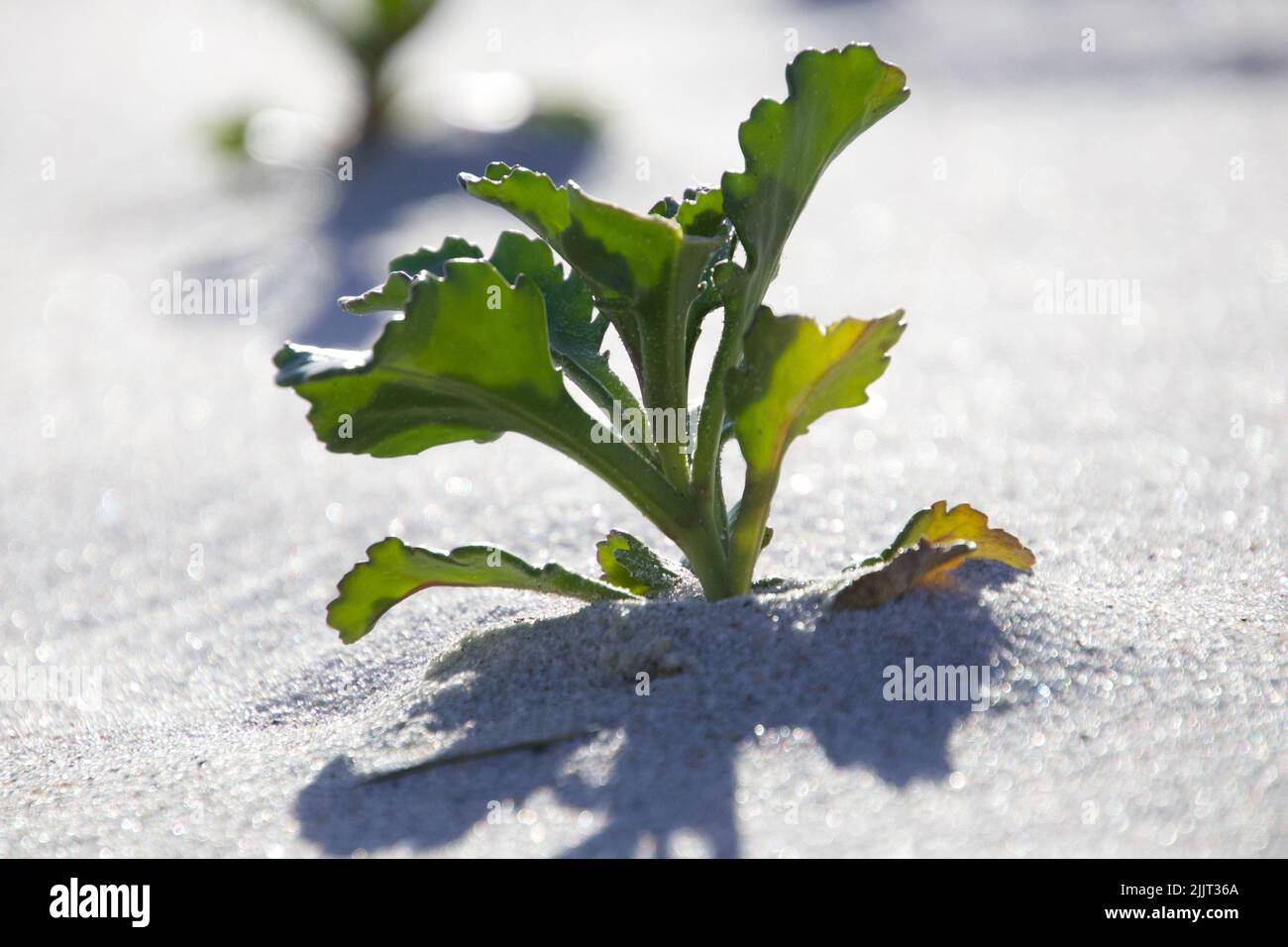 Sunlight plant photosynthesis hi-res stock photography and images - Alamy