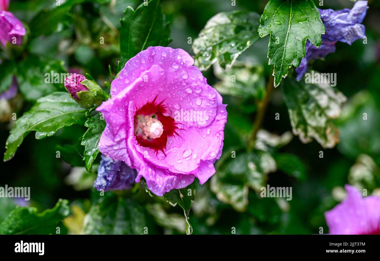 Pink Hibiscus syriacus flower in small urban garden flowering during summer   Photograph taken by Simon Dack Stock Photo