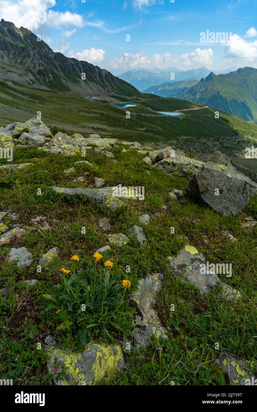 zwischen Steinen wachsen gelbe Alpenblumen auf dem Schafberg von Gargellen. im Hintergrund die Berge vom Arlberg und Montafon und zwei Staubecken Stock Photo