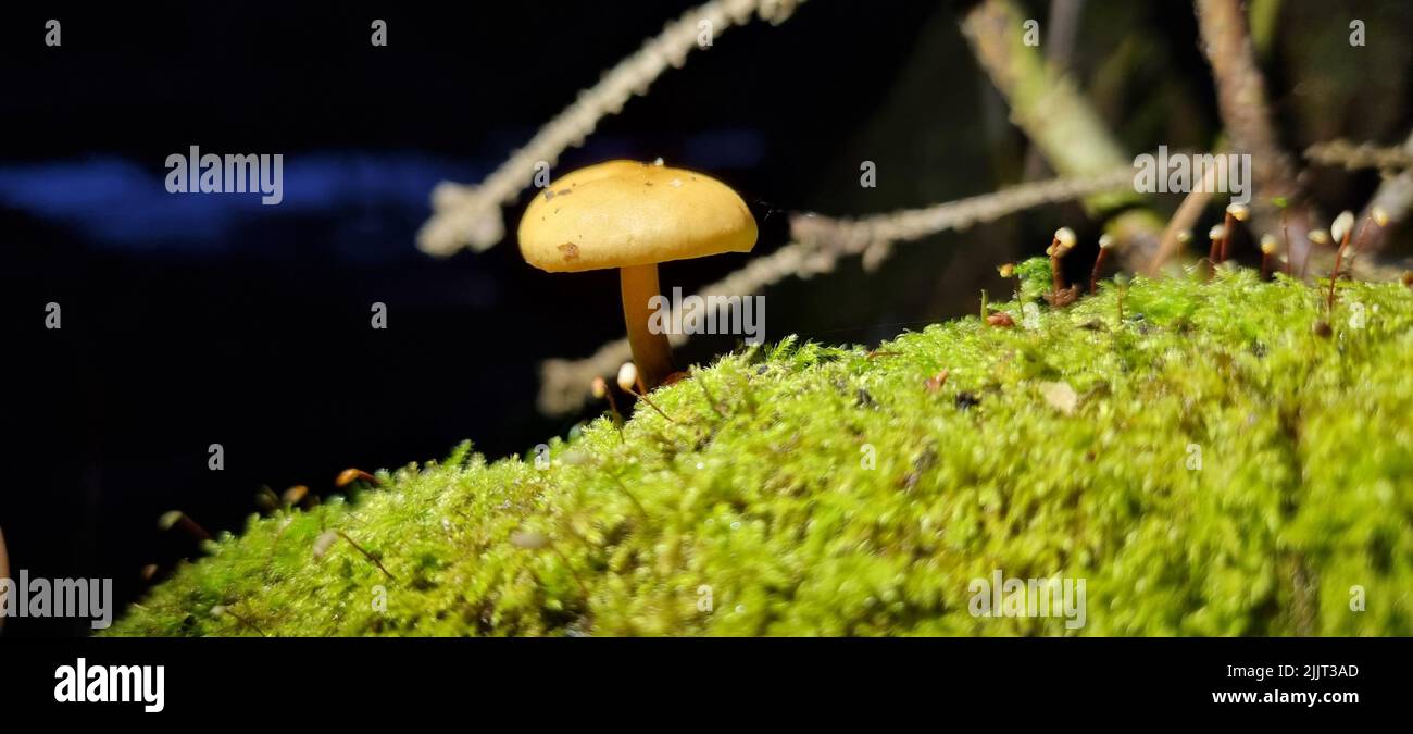 A panoramic macro shot of a small mushroom growing on mossy ground in a humid forest Stock Photo