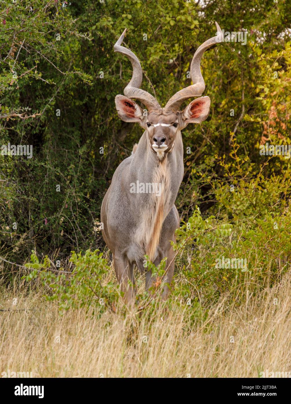 Big Antilope during a safari in Kruger national park South Africa. big Kudu in South Africa during sunset Stock Photo