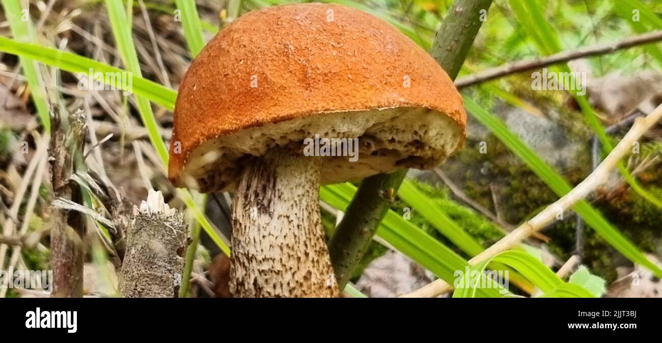 A panoramic closeup shot of a growing boletus mushroom ,in a humid forest Stock Photo
