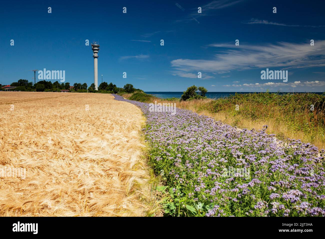 Wheat field with  field of Scorpionweed (Phacelia), green manure,  near island Fehmarn,Schleswig-Holstein Germany, Europe Stock Photo