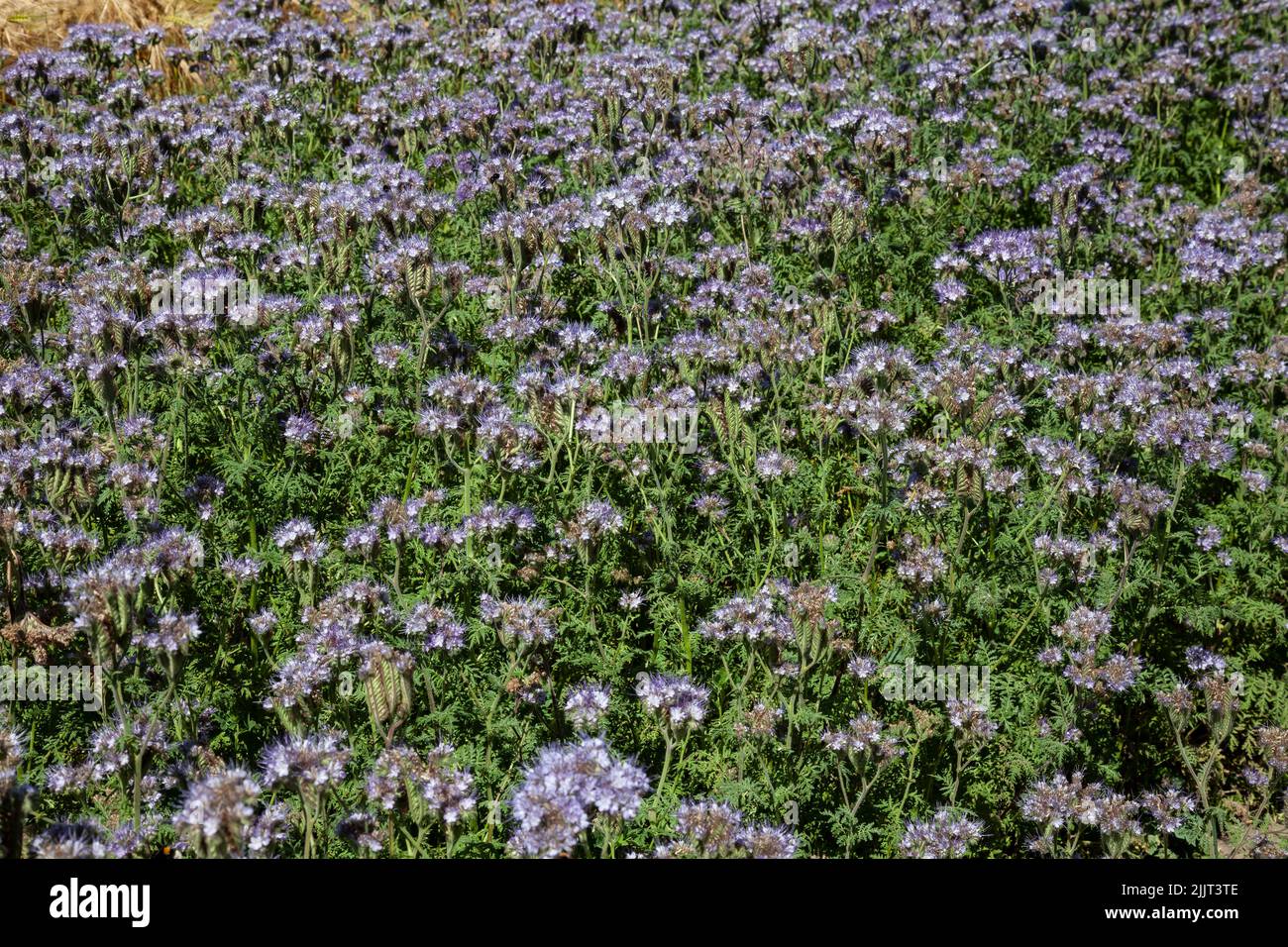 Field of Scorpionweed (Phacelia), green manure,  near island Fehmarn,Schleswig-Holstein Germany, Europe Stock Photo