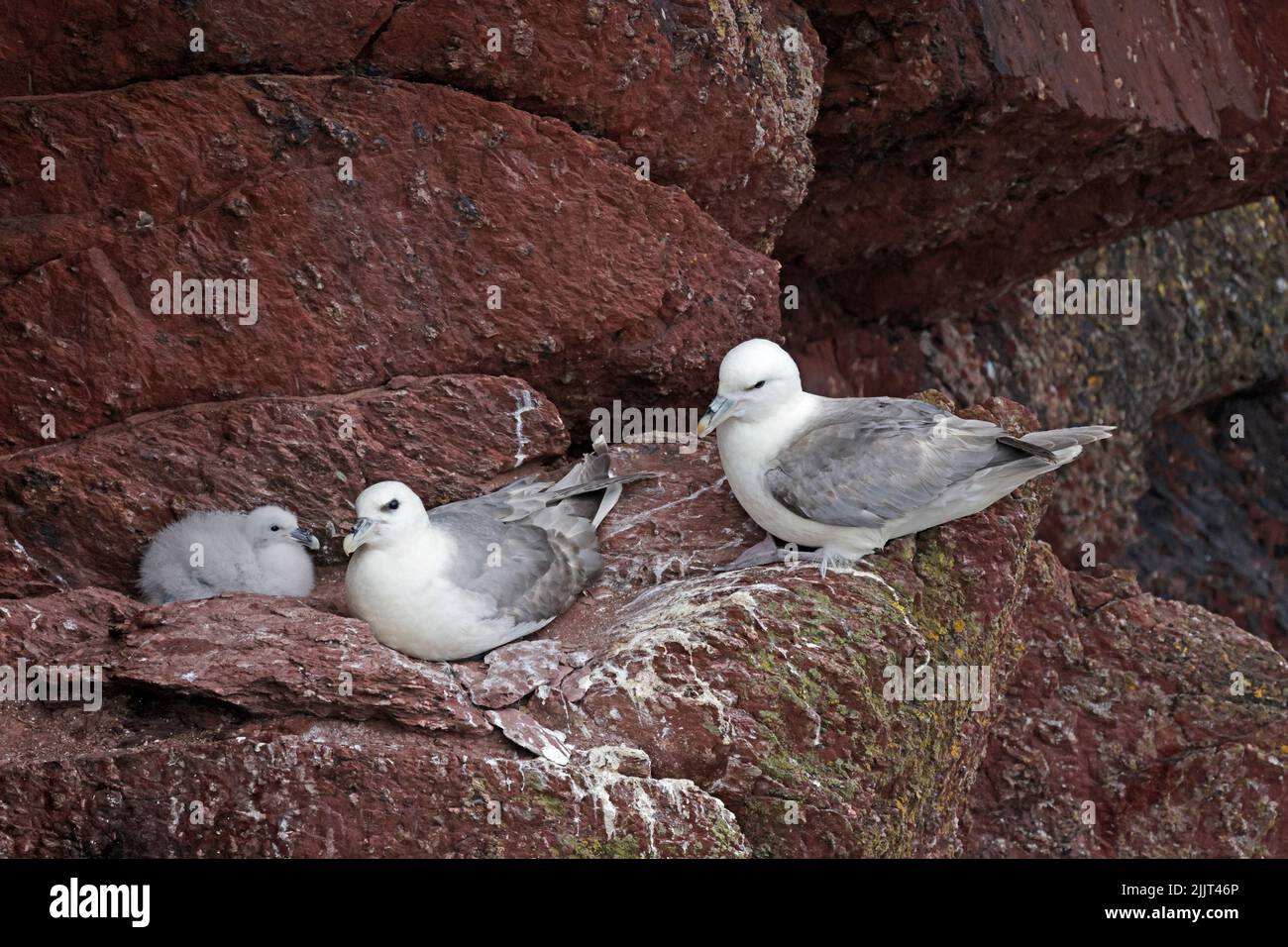 Northern Fulmars with a chick on the sandstone rocks on Skokholm Island Wales Stock Photo