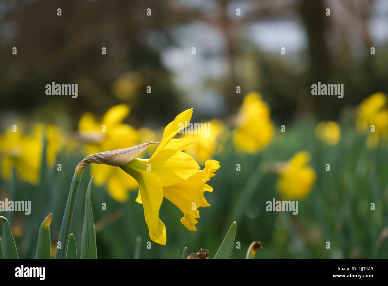 Selective focus shot on a yellow daffodil flower the background of a picturesque field of blooming wild flowers Stock Photo